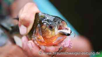 Irre Attacke: Piranhas greifen Badetouristen in Brasilien an
