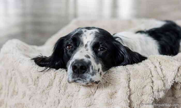 From having a routine to the right food: how to bond with a rescued dog