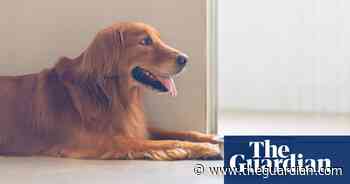 From poodles to great danes: nine fantastic breeds and what to feed them – in pictures