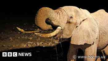 Kenyan farmer: 'I'm afraid that elephants will kill me'