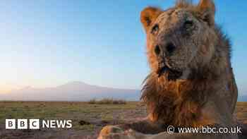 Wild lion Loonkiito, 'one of the world's oldest', killed in Kenya