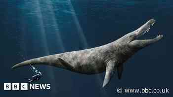 Bones of Jurassic pliosaur found in Abingdon museum drawer