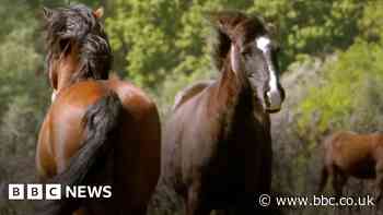 New Forest: Video shows stallions being released