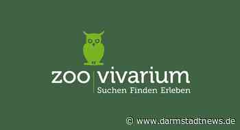 Kleben, malen, schneiden: Bastelkurs im Vivarium