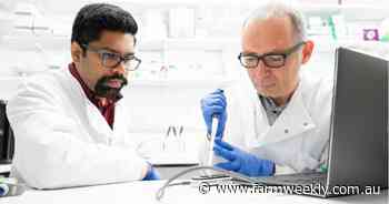 Research seeks better ryegrass management