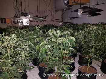 Police seized around 250 cannabis plants in Accrington