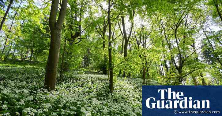Excessive foraging for wild garlic and mushrooms in UK ‘a risk to wildlife’