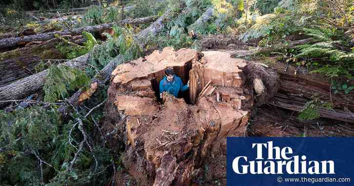 Canada: images of felled ancient tree a ‘gut-punch’, old-growth experts say