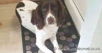 Football fan horrified as dog ate promotion play off match tickets