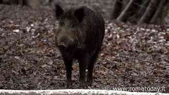 Peste suina africana: due cinghiali positivi ai test. Coldiretti: "Situazione fuori controllo"