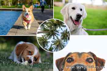 5 of the best dog-friendly countries you can visit