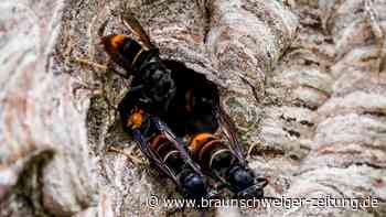 Wie gefährlich ist die Asiatische Hornisse für den Menschen?