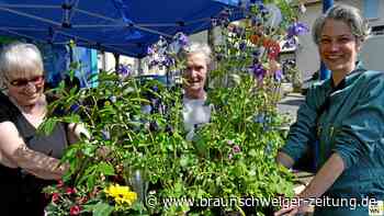 Trister Parkplatz in Salzgitter soll zur „grüne Oase“ werden
