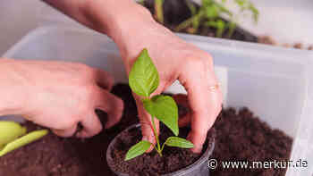 Spar-Tipp im Garten – so lässt sich die Erde vom letzten Jahr wiederverwerten 