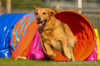 Hundeschule in Steinhagen feiert Jubiläum