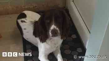 Pup in dog house after eating Coventry fan's play-off tickets