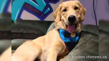 Search continue for missing therapy dog