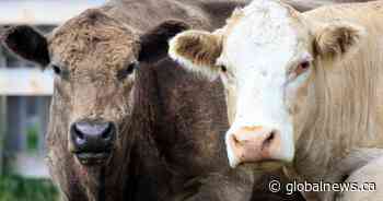 Cow Patty Critters: Alberta scientist releases guide identifying insects found in cattle dung