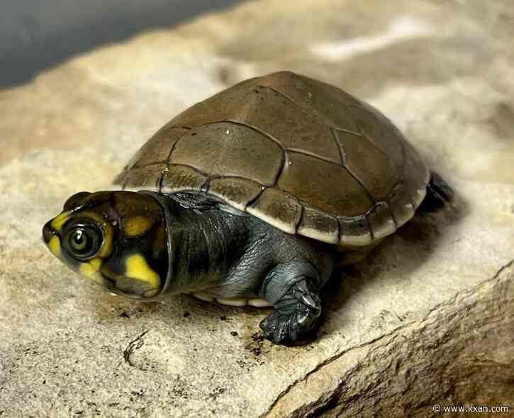 PHOTOS: San Antonio Zoo welcomes several baby endangered animals