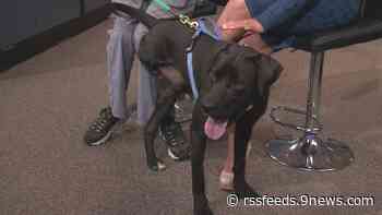 3-legged lab Darth Vader looking for new home