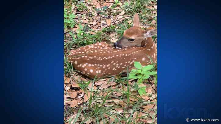 While young fawns are cute, officials say to leave them alone