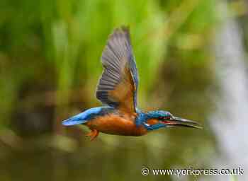 5 photos of kingfishers near York from Press Camera Club
