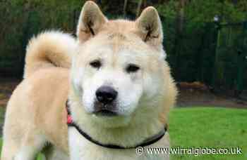 Wirral Globe dog of the week: Toto needs your help