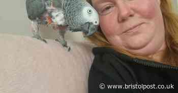 Bristol train driver who finds safehouses for problem parrots