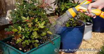 Gardening tips to make the most of small spaces, balconies and patios