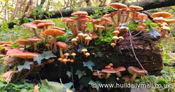 Brain-altering fungi could lead the next frontier in mental health care