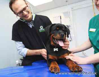 Animal hospital's special new clinic for puppies and kittens