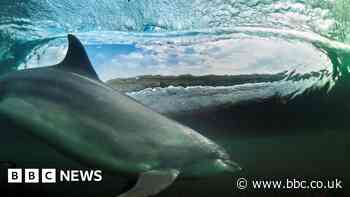 People urged to record dolphin sightings in Devon and Cornwall