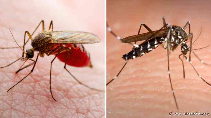 Avec la prolifération des moustiques tigres, les "anciens" moustiques ont-ils disparu?