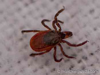 Explainer: How to avoid contracting Lyme disease
