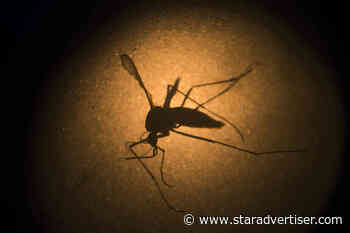 Group seeks to stop mosquito release into Maui wilderness