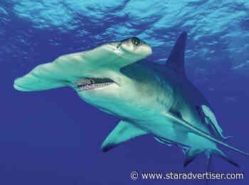 University of Hawaii researcher studies how  deep-diving sharks stay warm