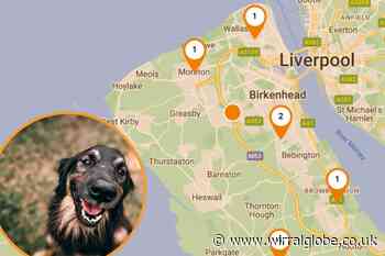 Wirral: Dog owners warned as Lungworm spreads in UK