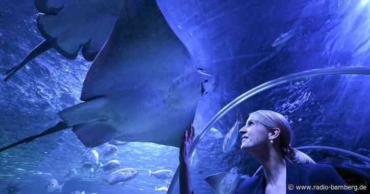 Nach geplatztem Aquadom: Sealife Aquarium öffnet wieder