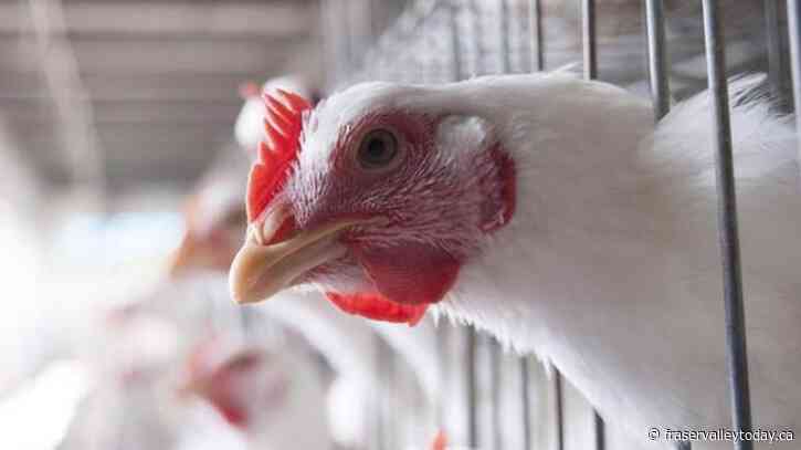 Quebec avian flu cases higher than expected as bird deaths near 1 million: expert