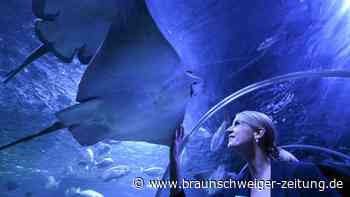 Nach geplatztem Aquadom: Sealife Aquarium öffnet wieder
