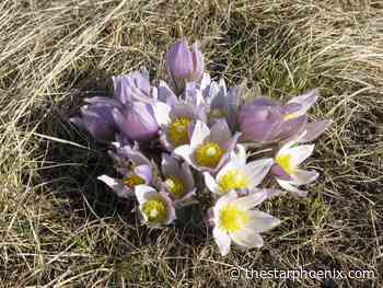 Spring into action: It's time to prepare for the growing season