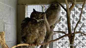 Owl be there for you: Grumpy the owl finally fostering an owlet at Kamloops wildlife park