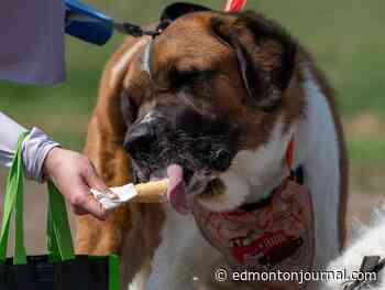Edmonton weather: dog days of summer crash Mother's Day
