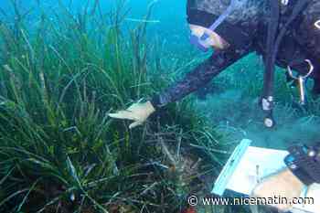 Quelle est l'exceptionnelle floraison de posidonie que les scientifiques veulent "cueillir"