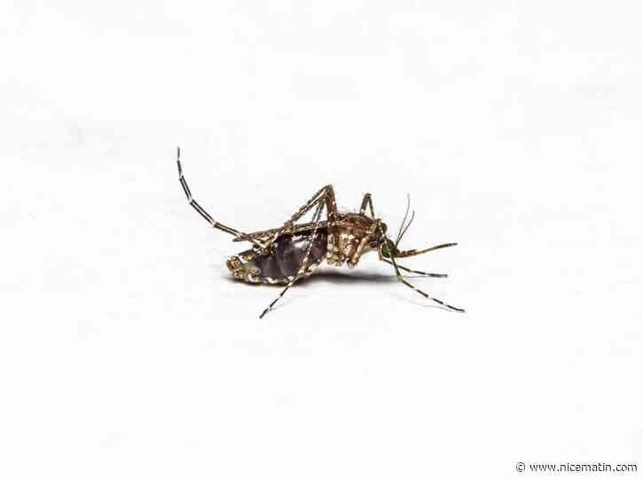 Doit-on redouter l’invasion de nouvelles variétés de moustiques en France à cause du dérèglement climatique?