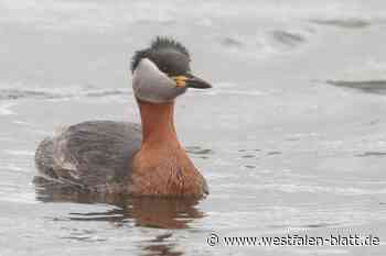 Seltene Rothalstaucher brüten zum ersten Mal erfolgreich im Enger Bruch