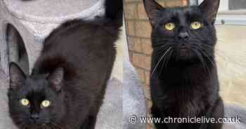 Meet the 46 cats and dogs at Newcastle Cat and Dog shelter looking for their forever home this summer