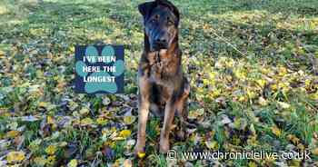 Meet the 46 cats and dogs at Newcastle Cat and Dog shelter looking for their forever home this summer