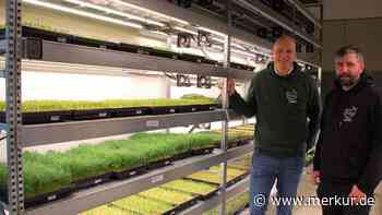 Frische Keimlinge aus einem alten Fabrikbau