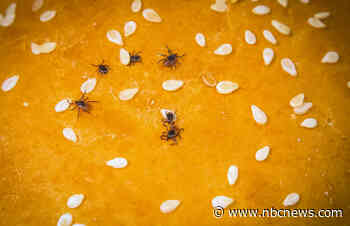 Why Lyme disease symptoms go away quickly for some and last years for others